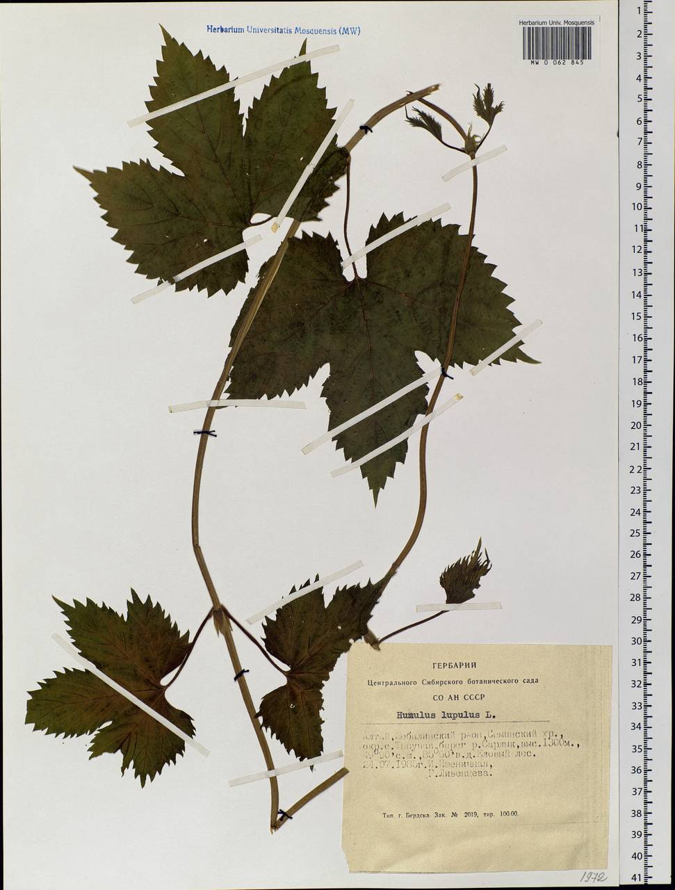 Humulus lupulus L., Siberia, Altai & Sayany Mountains (S2) (Russia)