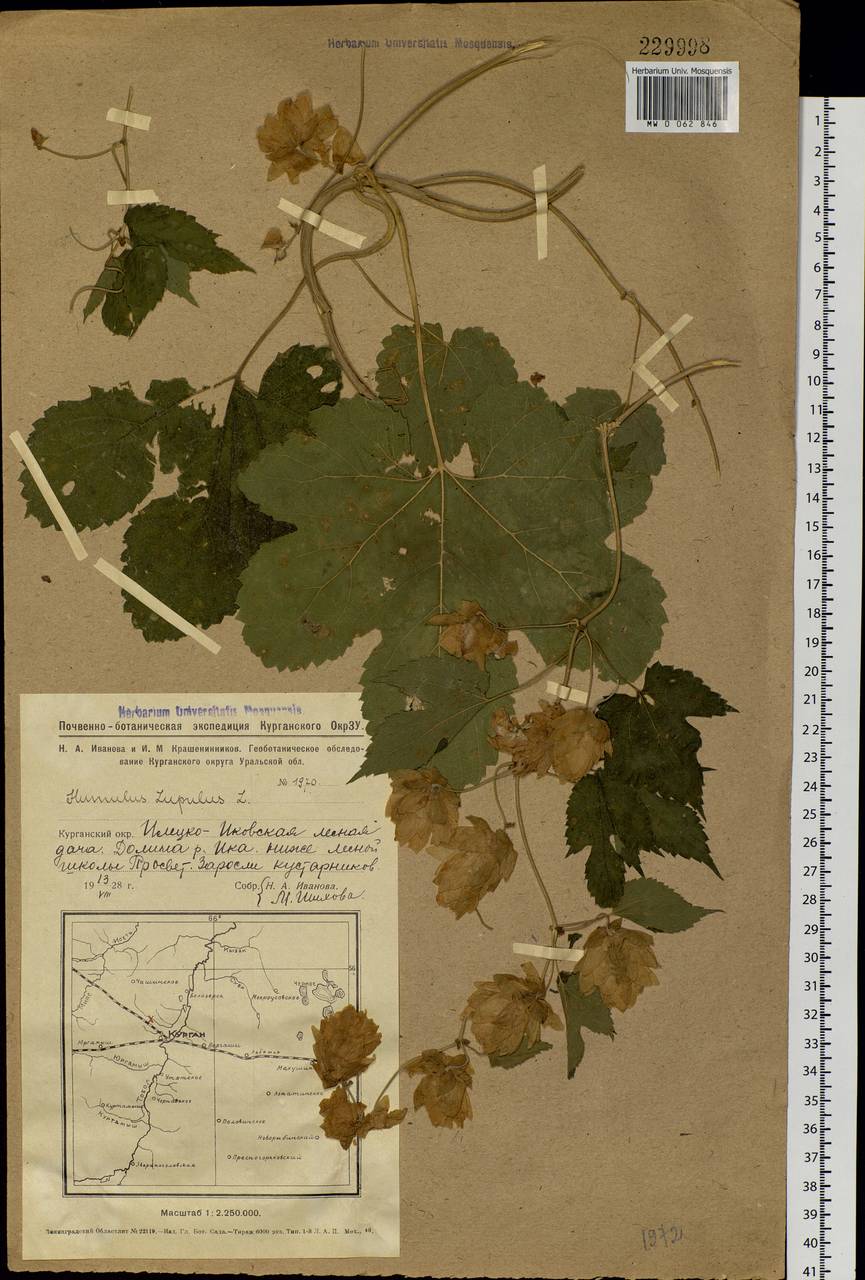 Humulus lupulus L., Siberia, Western Siberia (S1) (Russia)