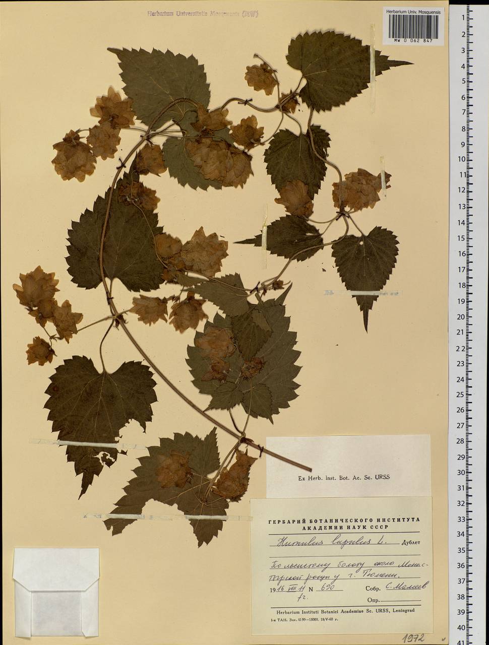 Humulus lupulus L., Siberia, Western Siberia (S1) (Russia)