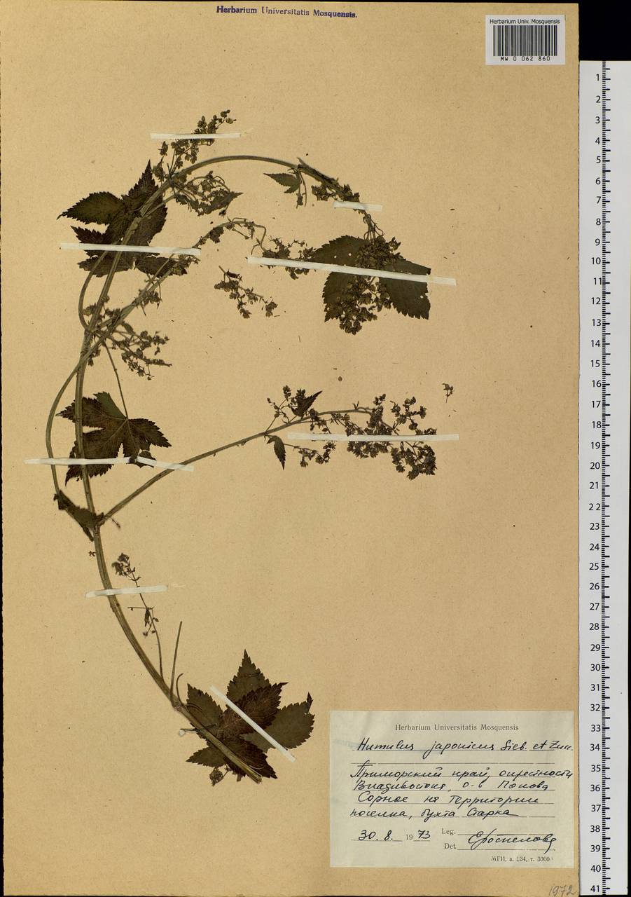 Humulus scandens (Lour.) Merr., Siberia, Russian Far East (S6) (Russia)