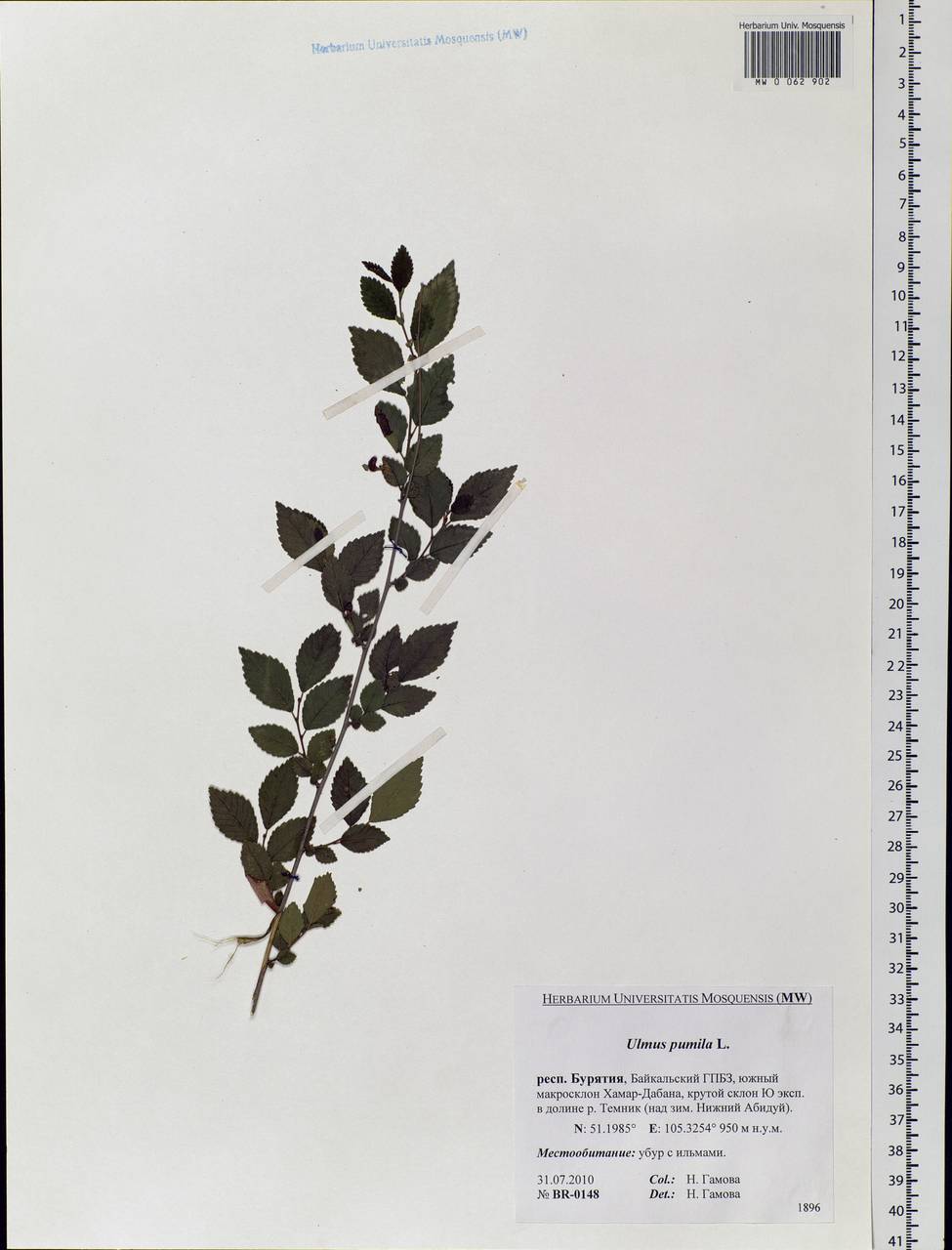 Ulmus pumila L., Siberia, Baikal & Transbaikal region (S4) (Russia)