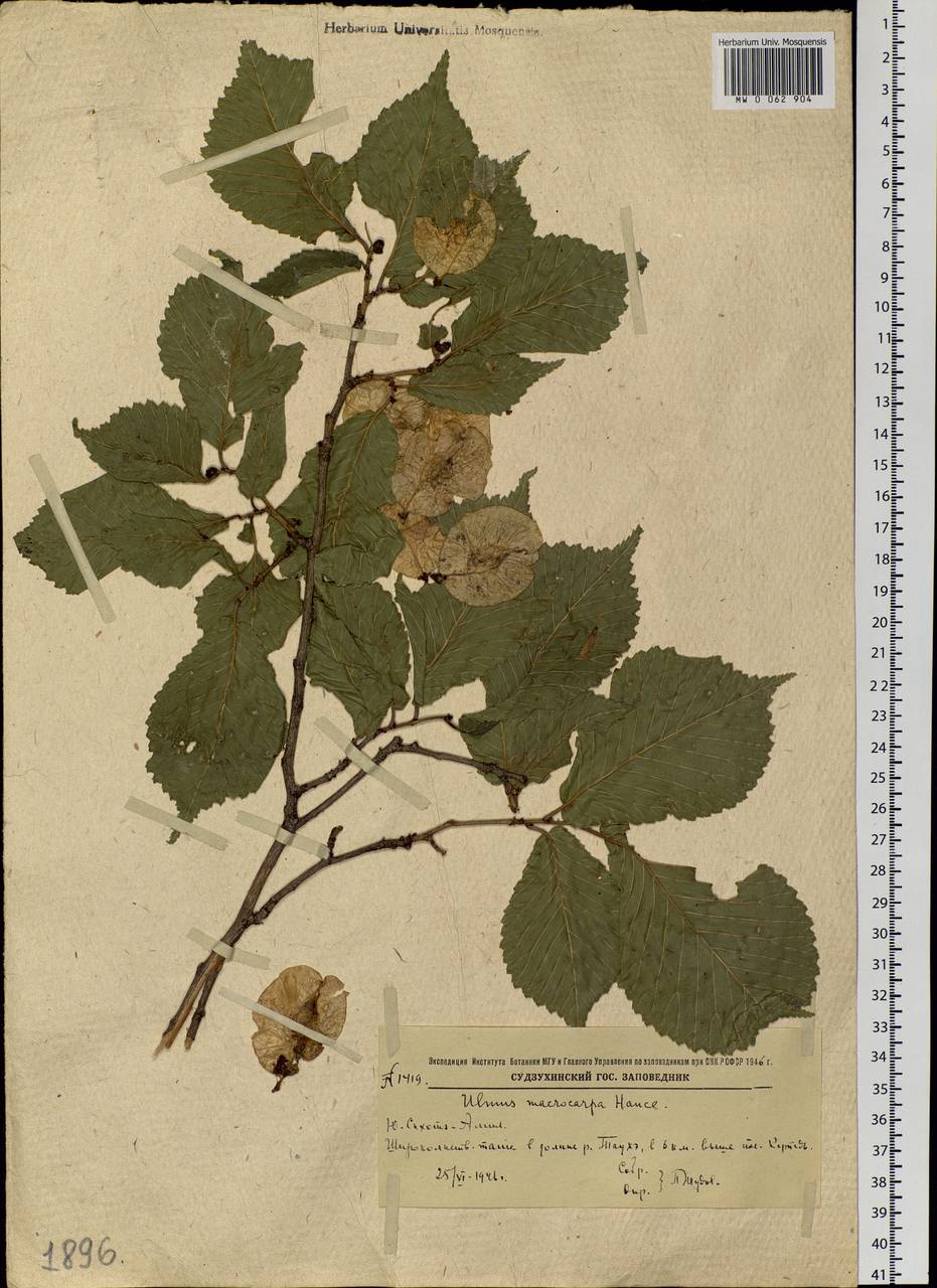 Ulmus macrocarpa Hance, Siberia, Russian Far East (S6) (Russia)