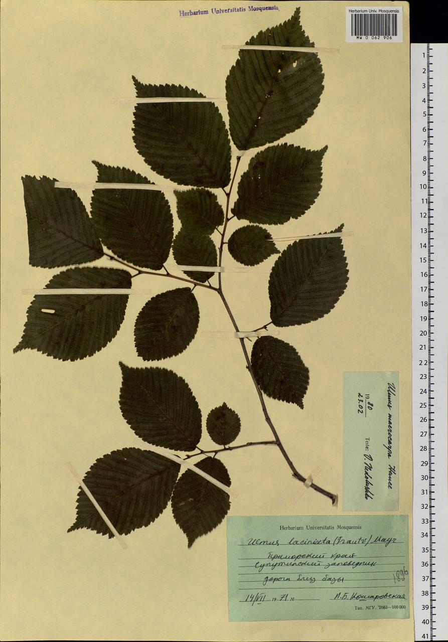 Ulmus macrocarpa Hance, Siberia, Russian Far East (S6) (Russia)