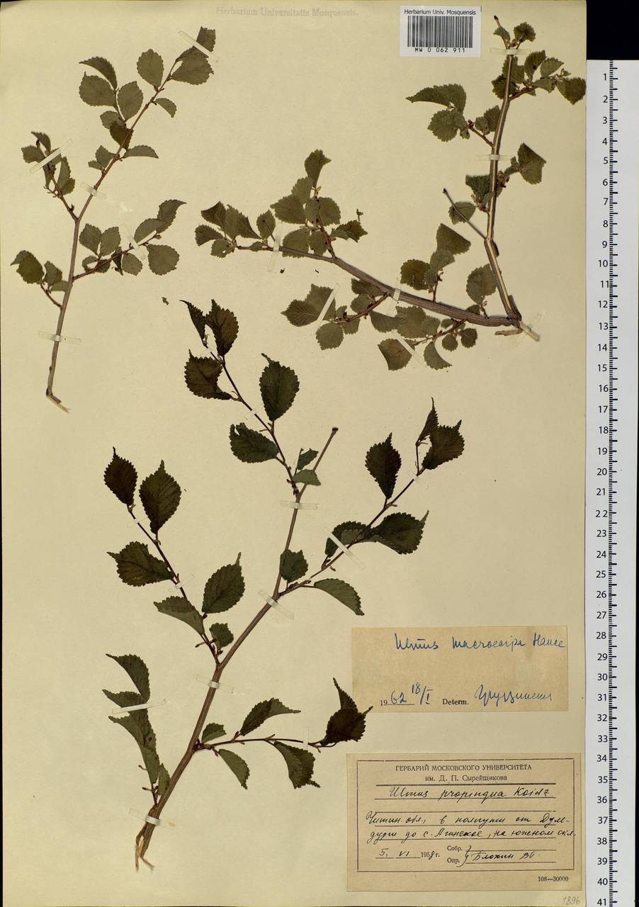 Ulmus macrocarpa Hance, Siberia, Baikal & Transbaikal region (S4) (Russia)