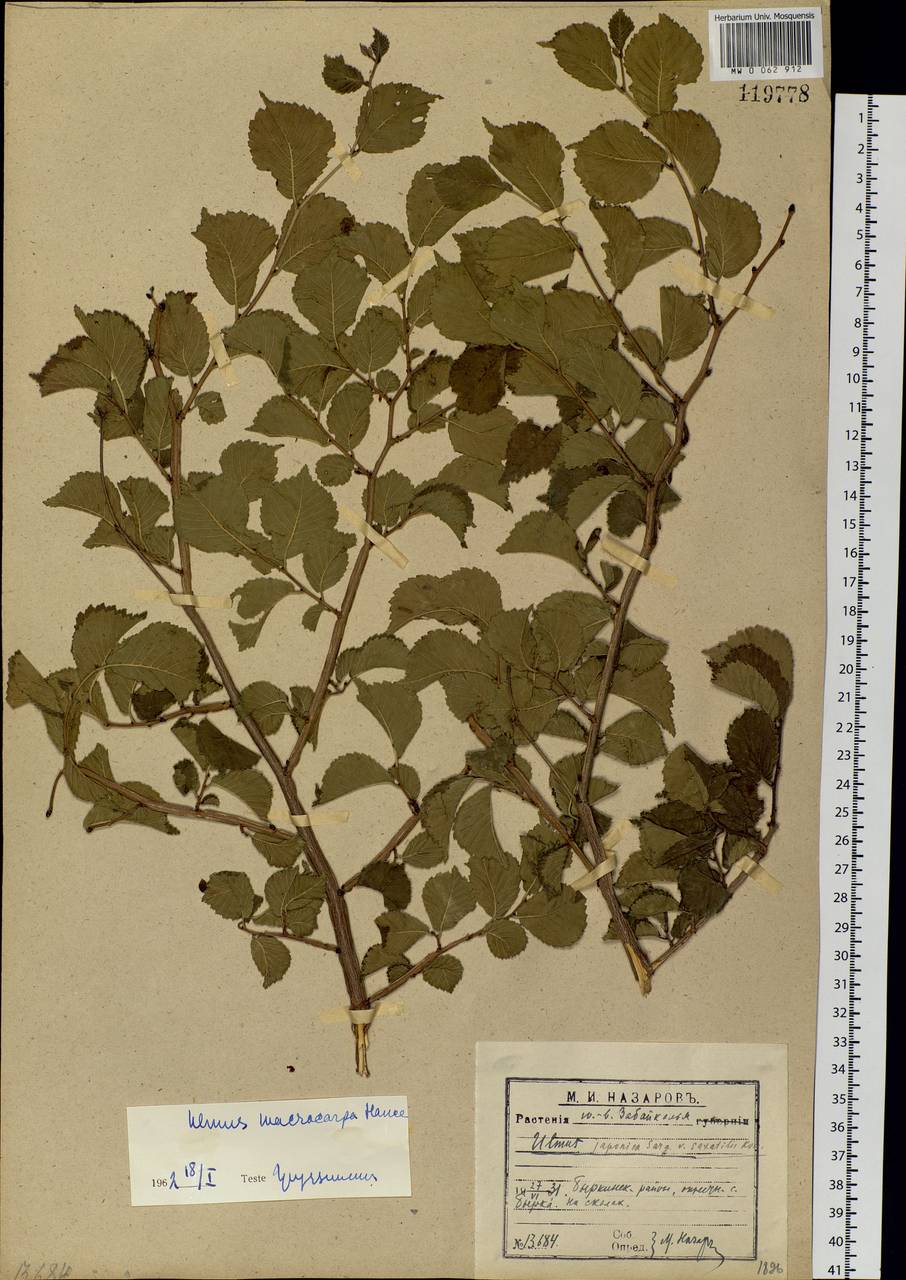 Ulmus macrocarpa Hance, Siberia, Baikal & Transbaikal region (S4) (Russia)
