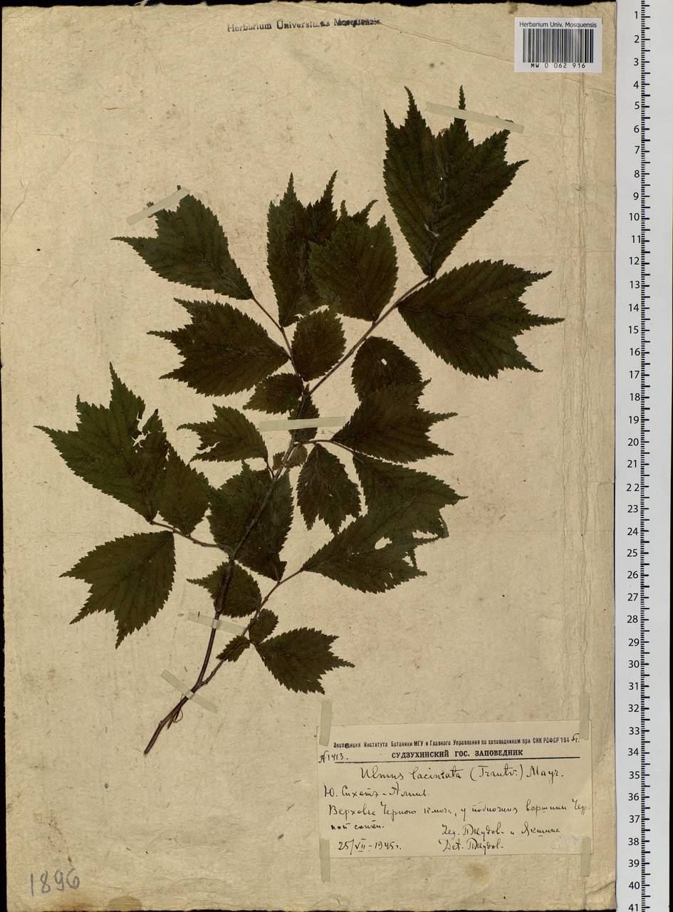 Ulmus laciniata (Trautv.) Mayr, Siberia, Russian Far East (S6) (Russia)