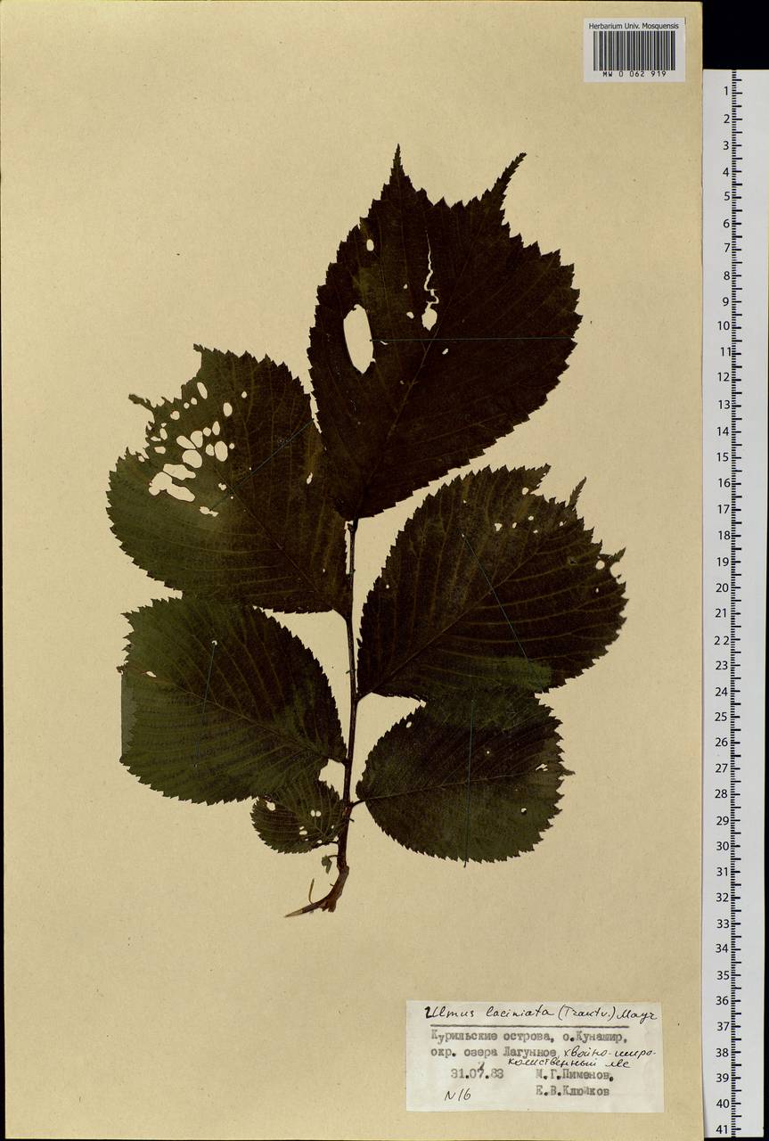 Ulmus laciniata (Trautv.) Mayr, Siberia, Russian Far East (S6) (Russia)