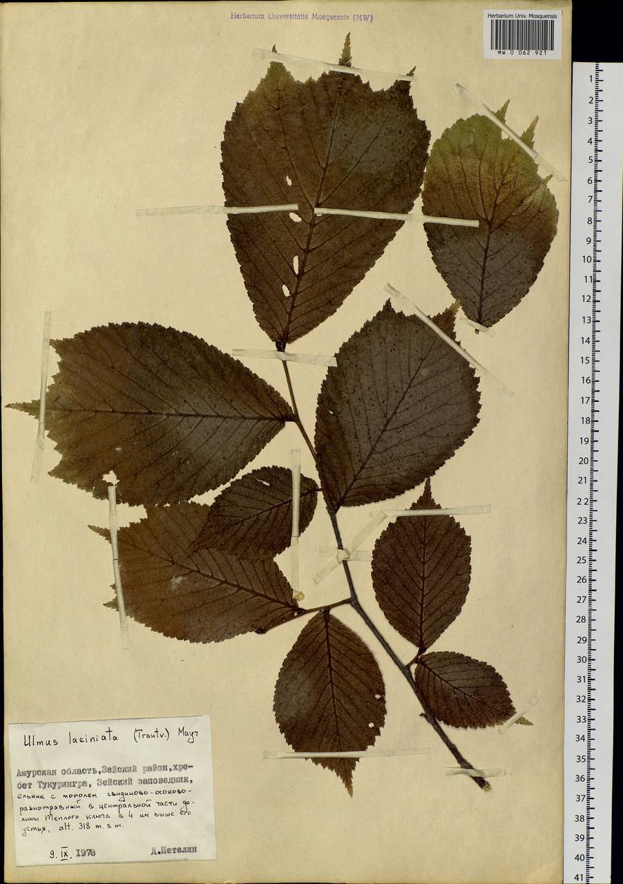 Ulmus laciniata (Herder) Mayr ex Schwapp., Siberia, Russian Far East (S6) (Russia)