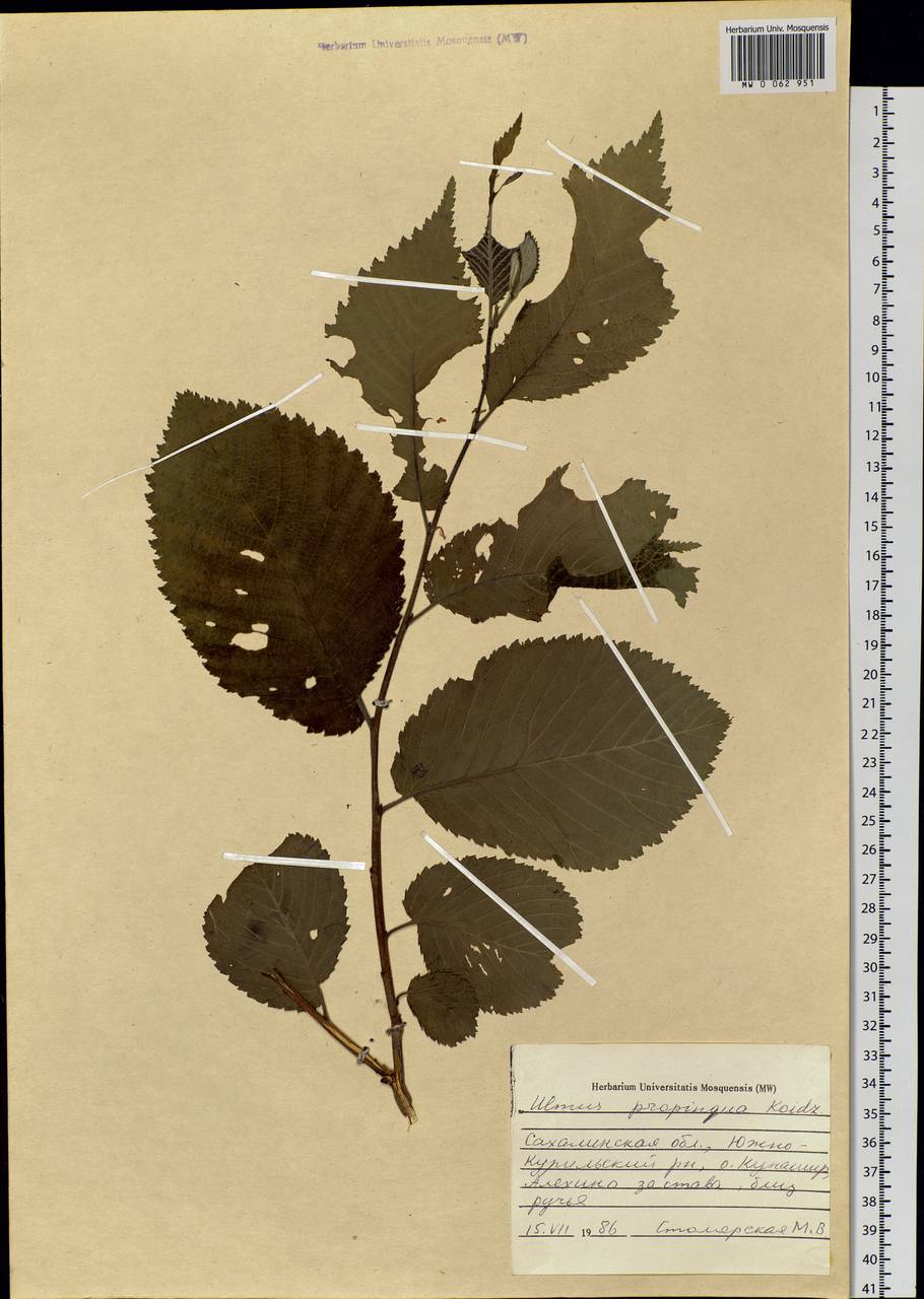 Ulmus davidiana var. japonica (Rehder) Nakai, Siberia, Russian Far East (S6) (Russia)