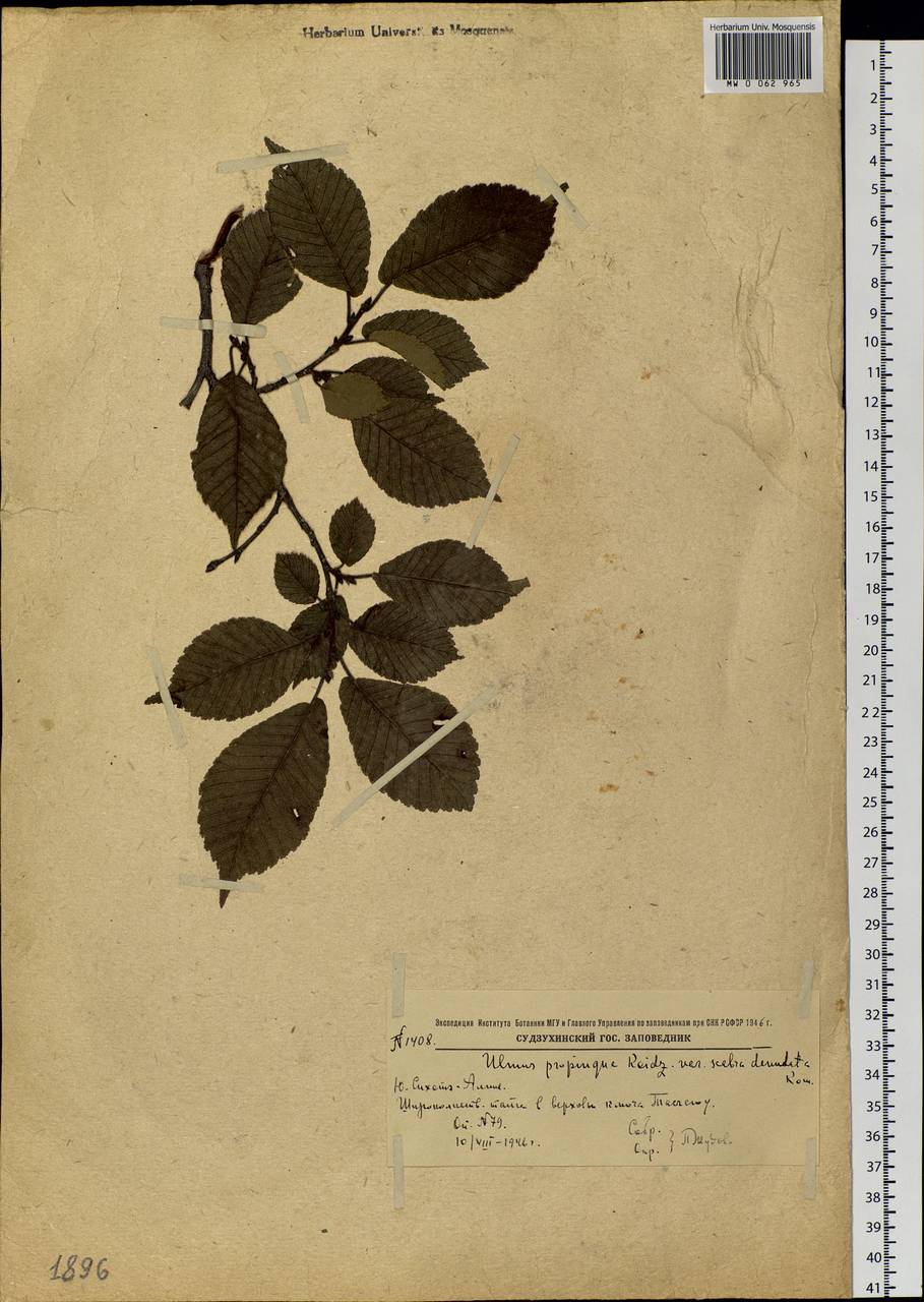 Ulmus davidiana var. japonica (Rehder) Nakai, Siberia, Russian Far East (S6) (Russia)