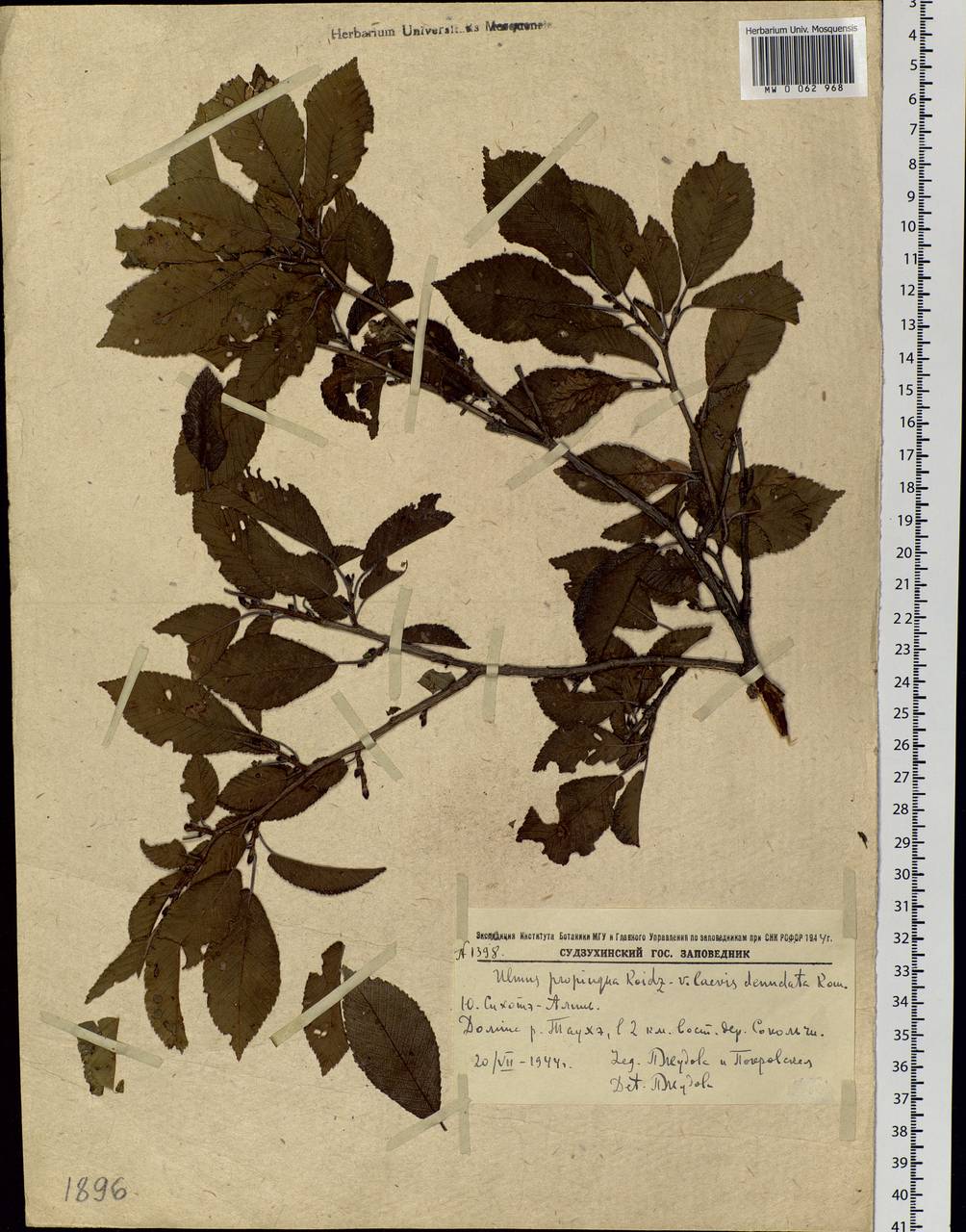 Ulmus davidiana var. japonica (Rehder) Nakai, Siberia, Russian Far East (S6) (Russia)