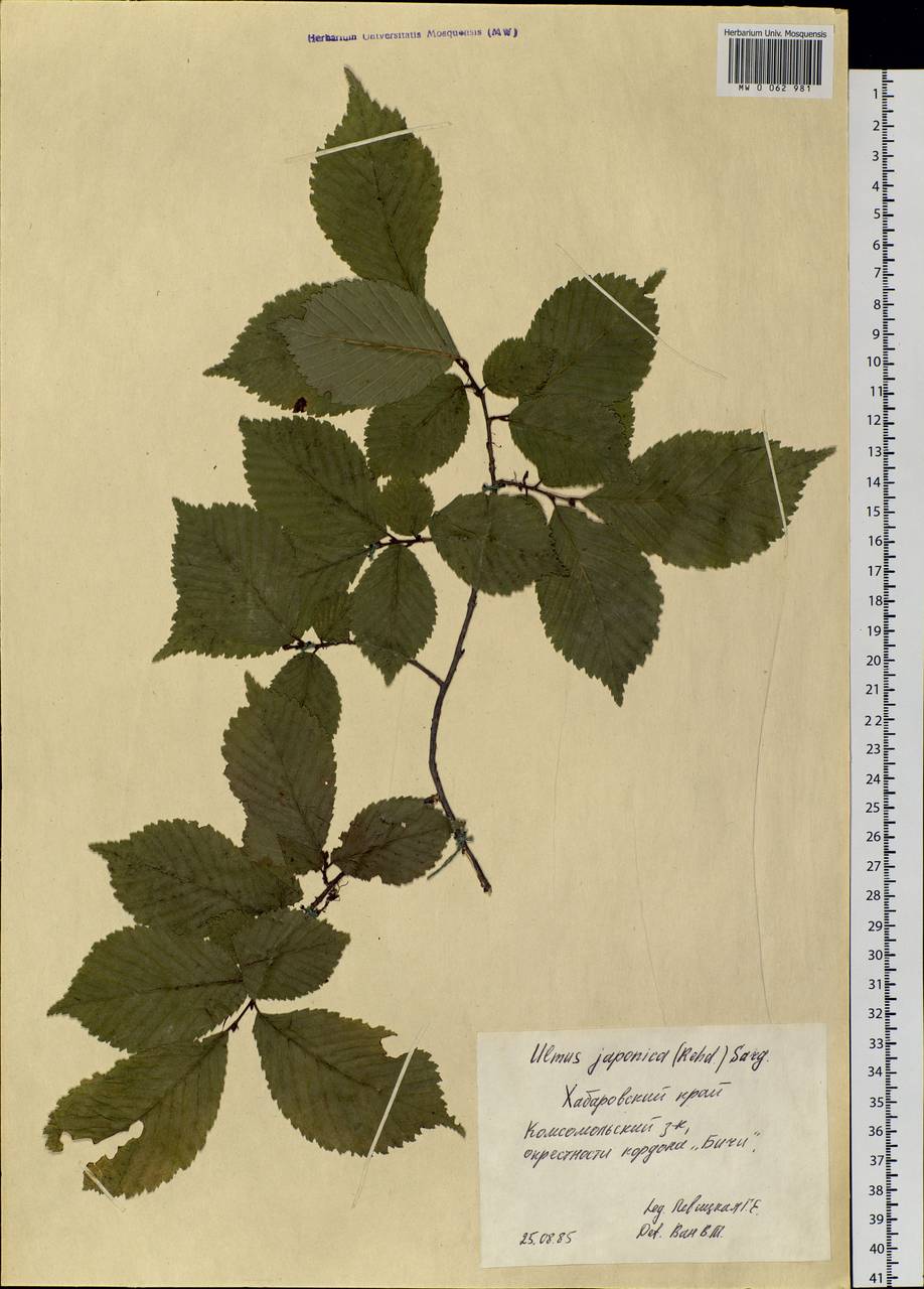 Ulmus davidiana var. japonica (Rehder) Nakai, Siberia, Russian Far East (S6) (Russia)