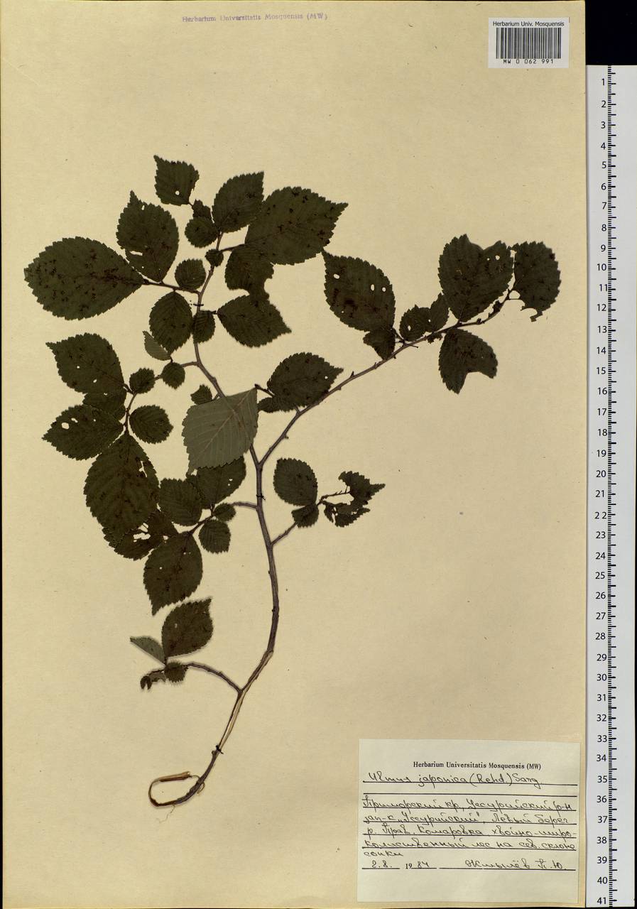 Ulmus davidiana var. japonica (Rehder) Nakai, Siberia, Russian Far East (S6) (Russia)