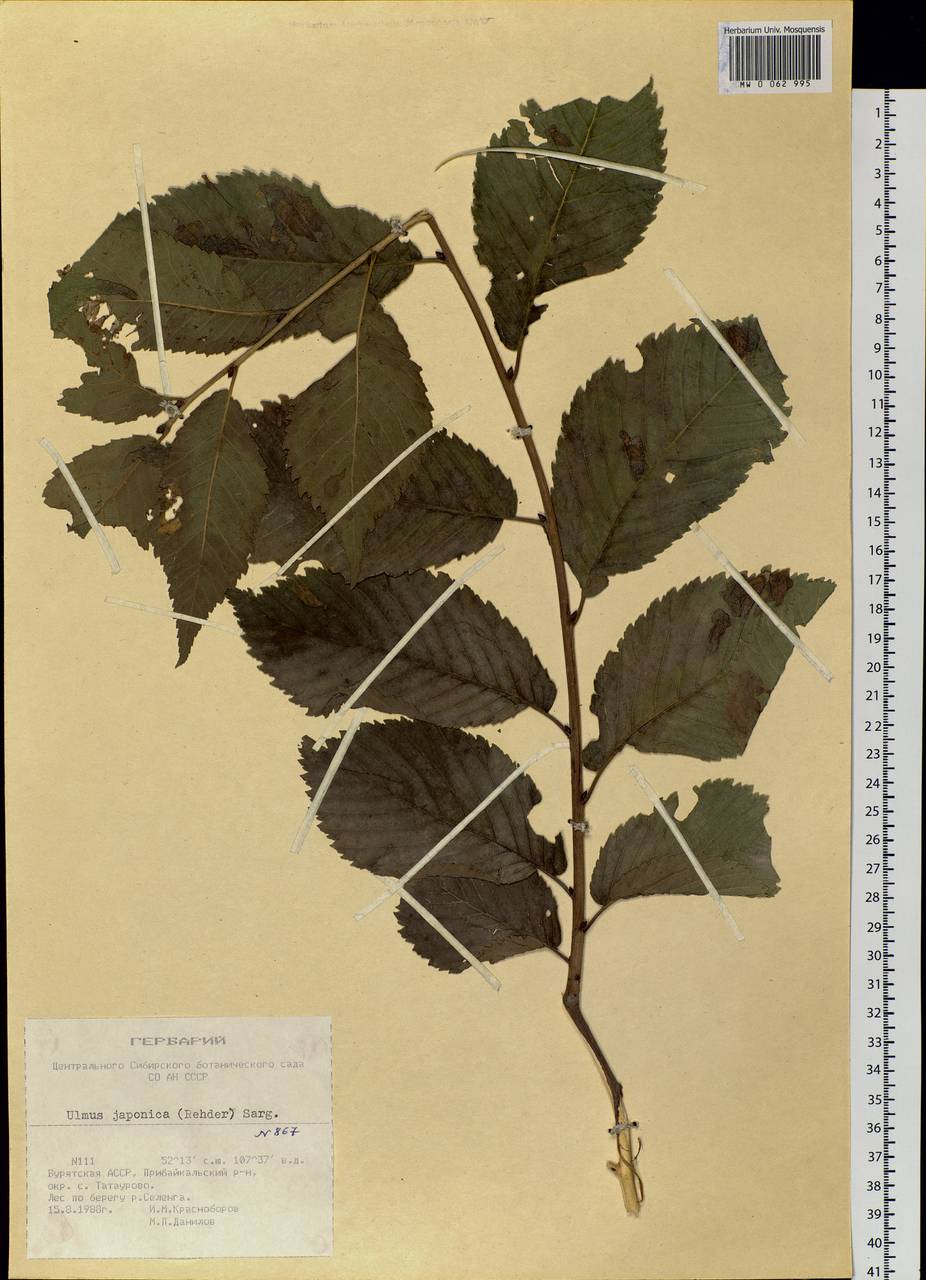 Ulmus davidiana var. japonica (Rehder) Nakai, Siberia, Baikal & Transbaikal region (S4) (Russia)