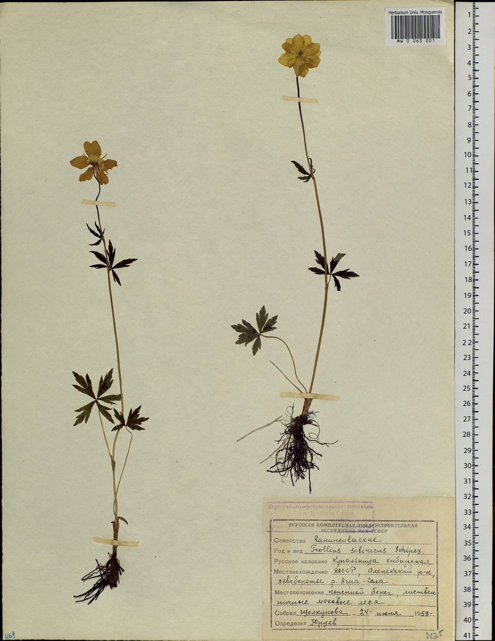 Trollius sibiricus Schipcz., Siberia, Yakutia (S5) (Russia)