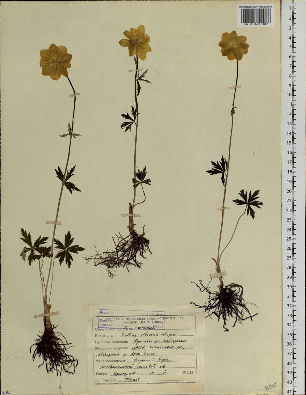 Trollius sibiricus Schipcz., Siberia, Yakutia (S5) (Russia)