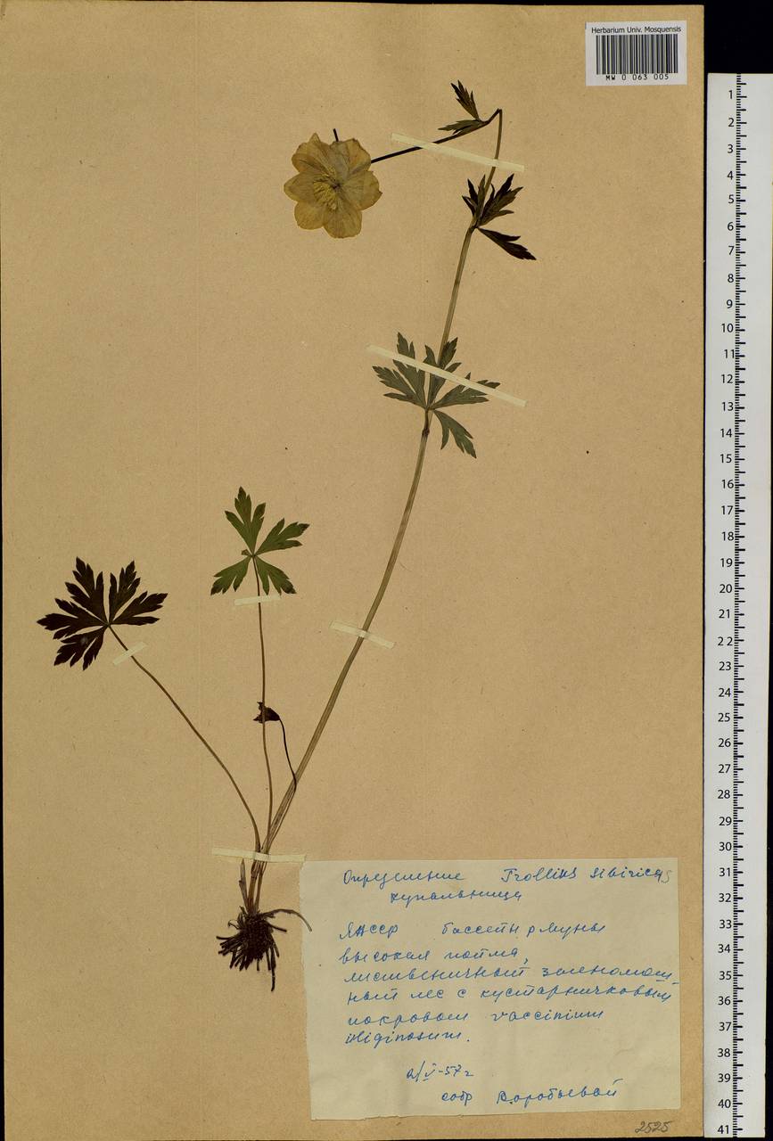 Trollius sibiricus Schipcz., Siberia, Yakutia (S5) (Russia)