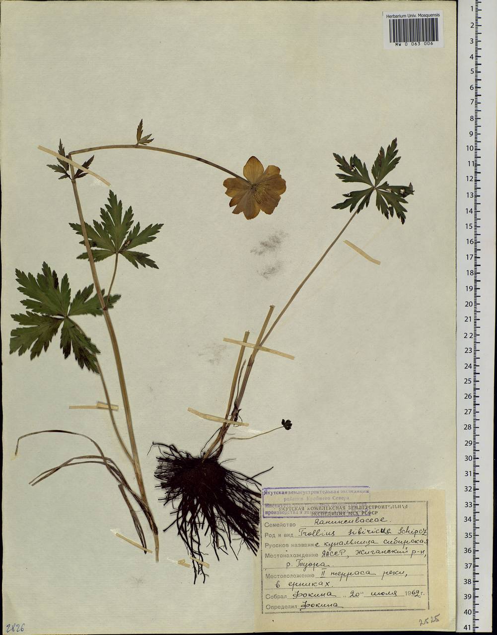 Trollius sibiricus Schipcz., Siberia, Yakutia (S5) (Russia)