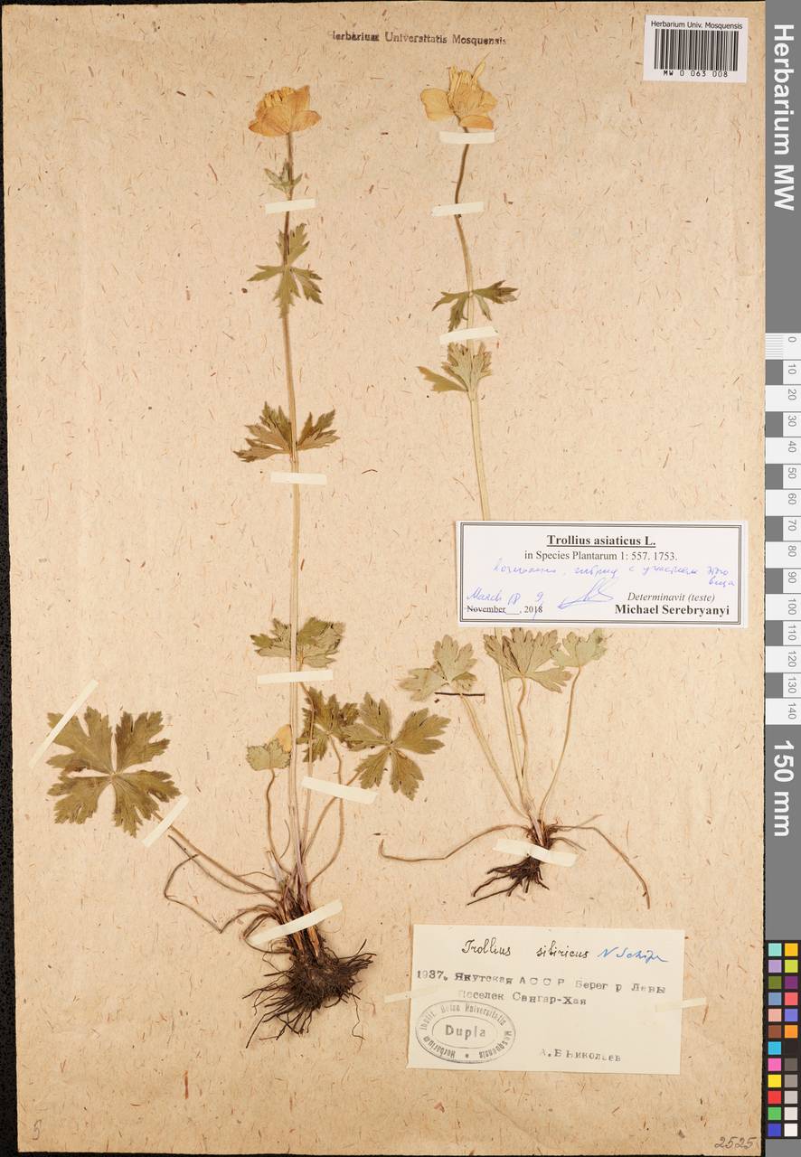 Trollius asiaticus L., Siberia, Yakutia (S5) (Russia)