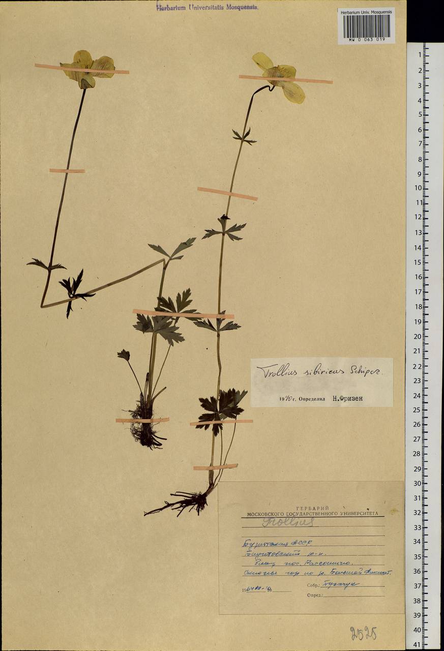 Trollius sibiricus Schipcz., Siberia, Baikal & Transbaikal region (S4) (Russia)