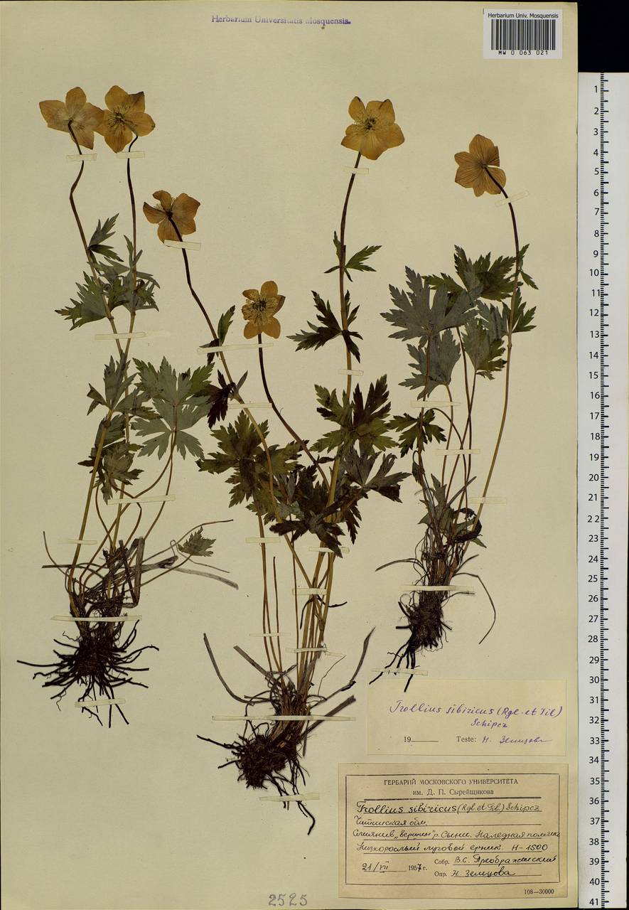 Trollius sibiricus Schipcz., Siberia, Baikal & Transbaikal region (S4) (Russia)