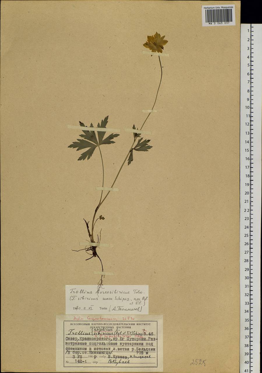 Trollius sibiricus Schipcz., Siberia, Central Siberia (S3) (Russia)