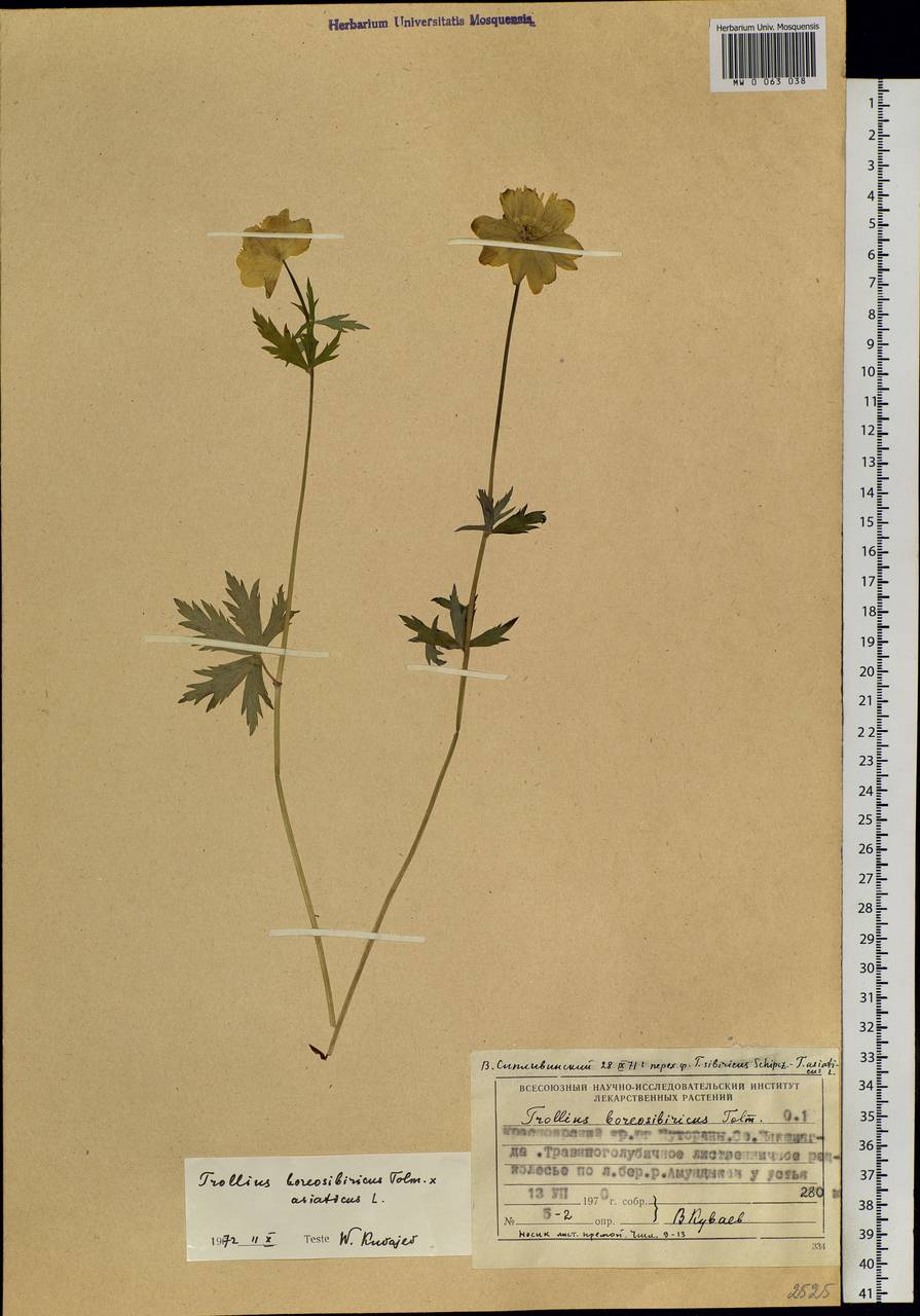 Trollius sibiricus Schipcz., Siberia, Central Siberia (S3) (Russia)