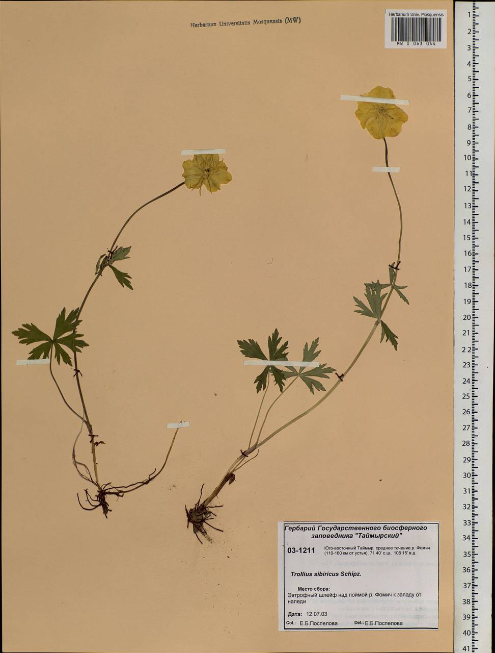 Trollius sibiricus Schipcz., Siberia, Central Siberia (S3) (Russia)