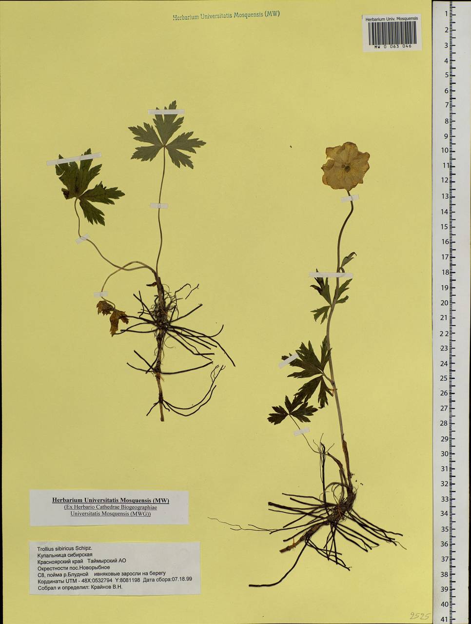 Trollius sibiricus Schipcz., Siberia, Central Siberia (S3) (Russia)