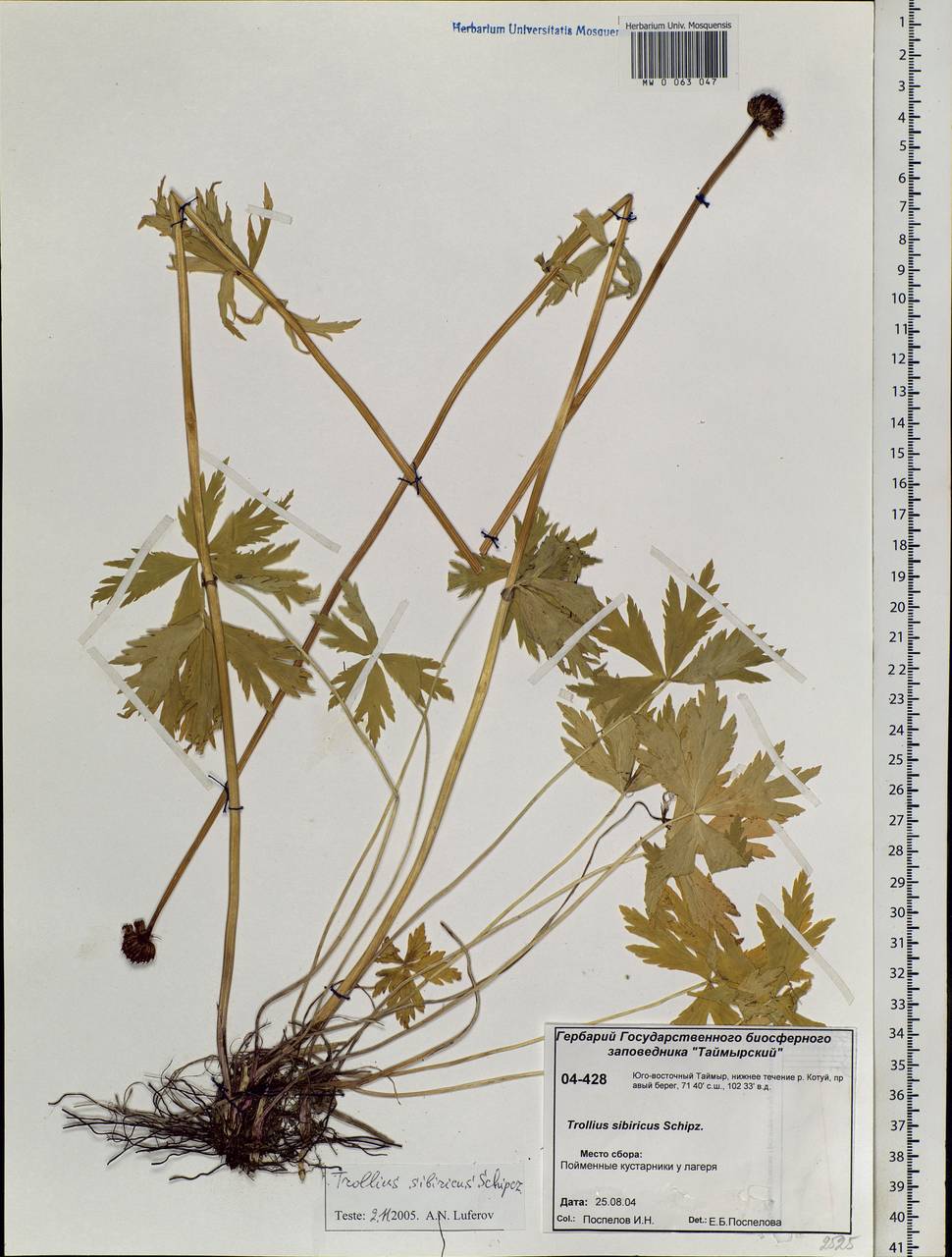 Trollius sibiricus Schipcz., Siberia, Central Siberia (S3) (Russia)