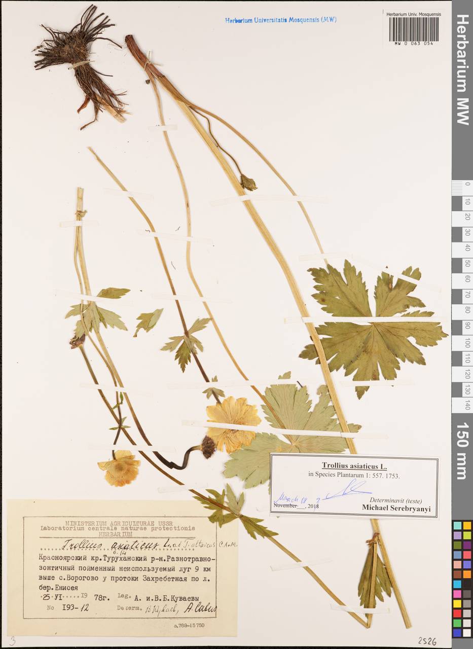 Trollius asiaticus L., Siberia, Central Siberia (S3) (Russia)