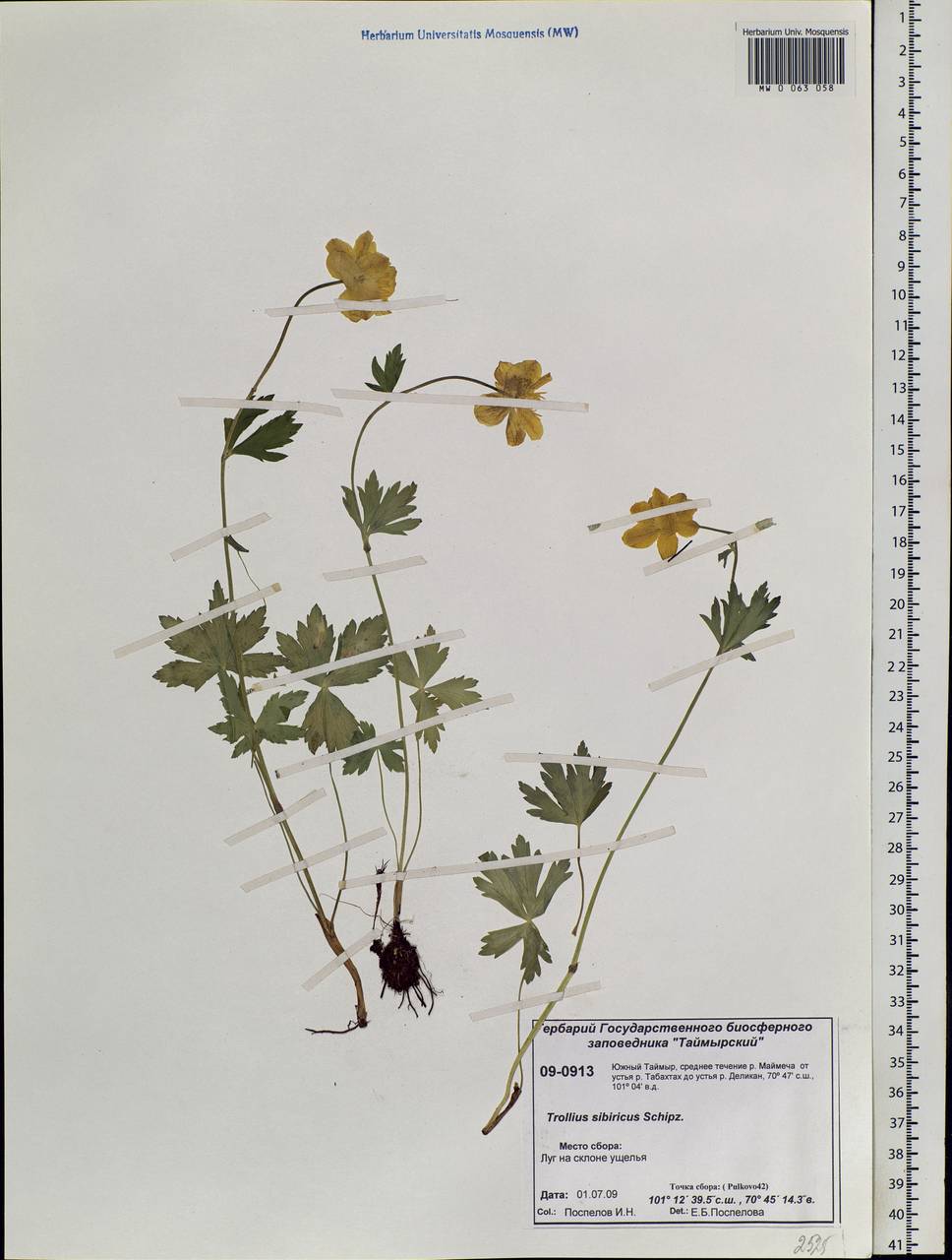 Trollius sibiricus Schipcz., Siberia, Central Siberia (S3) (Russia)