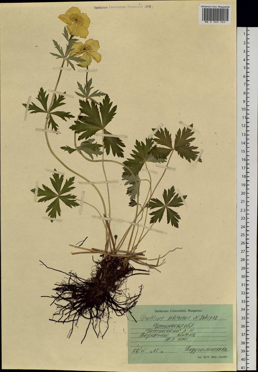 Trollius sibiricus Schipcz., Siberia, Baikal & Transbaikal region (S4) (Russia)