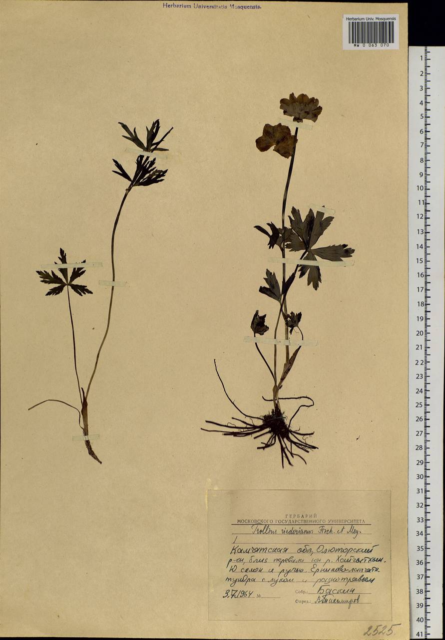 Trollius riederianus Fisch. & C.A.Mey., Siberia, Chukotka & Kamchatka (S7) (Russia)