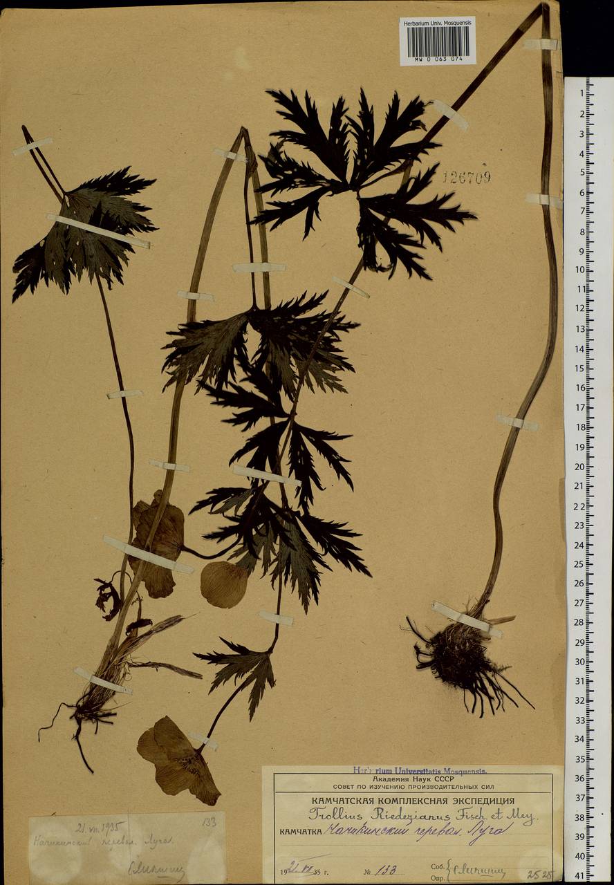 Trollius riederianus Schipcz., Siberia, Chukotka & Kamchatka (S7) (Russia)