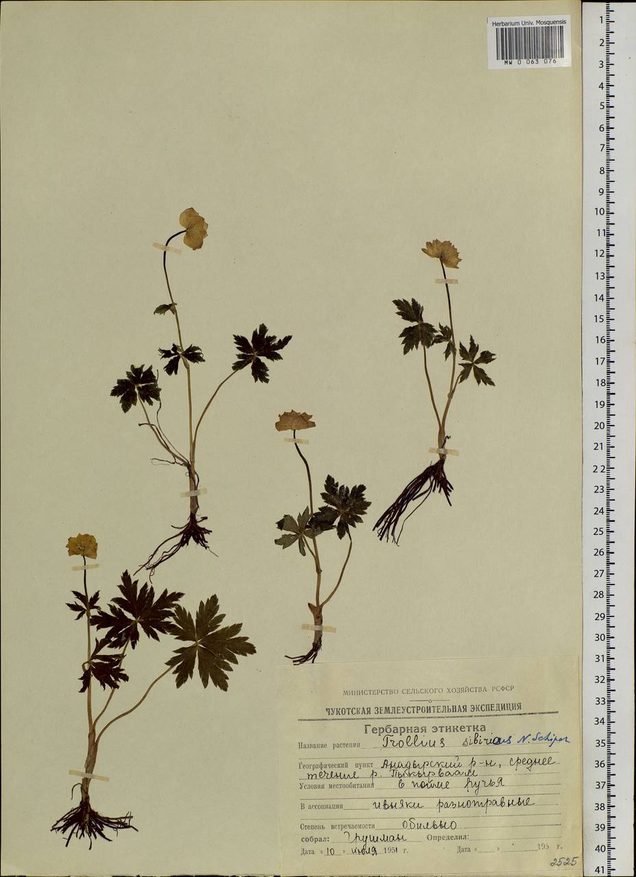 Trollius riederianus Schipcz., Siberia, Chukotka & Kamchatka (S7) (Russia)
