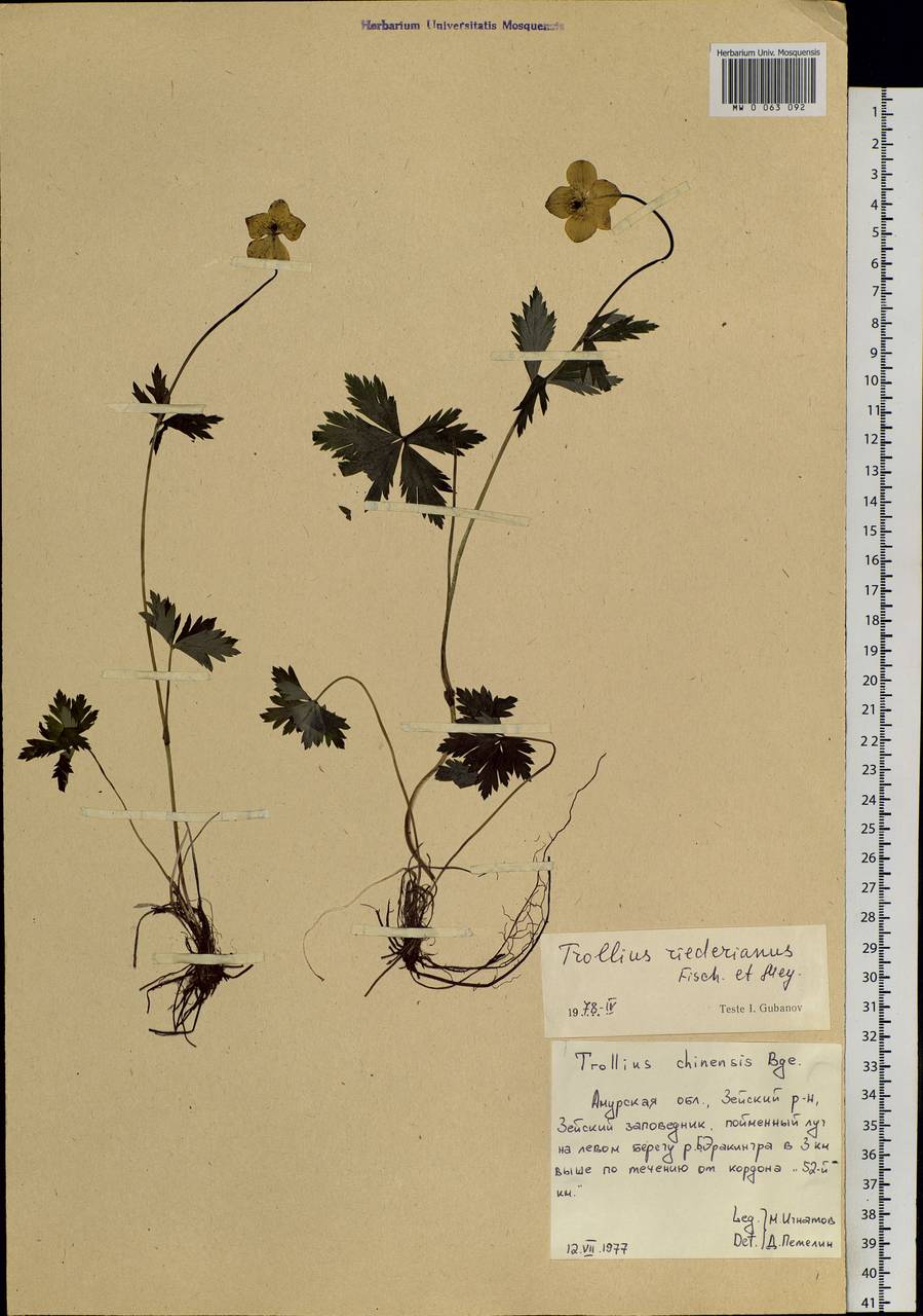 Trollius riederianus Schipcz., Siberia, Russian Far East (S6) (Russia)