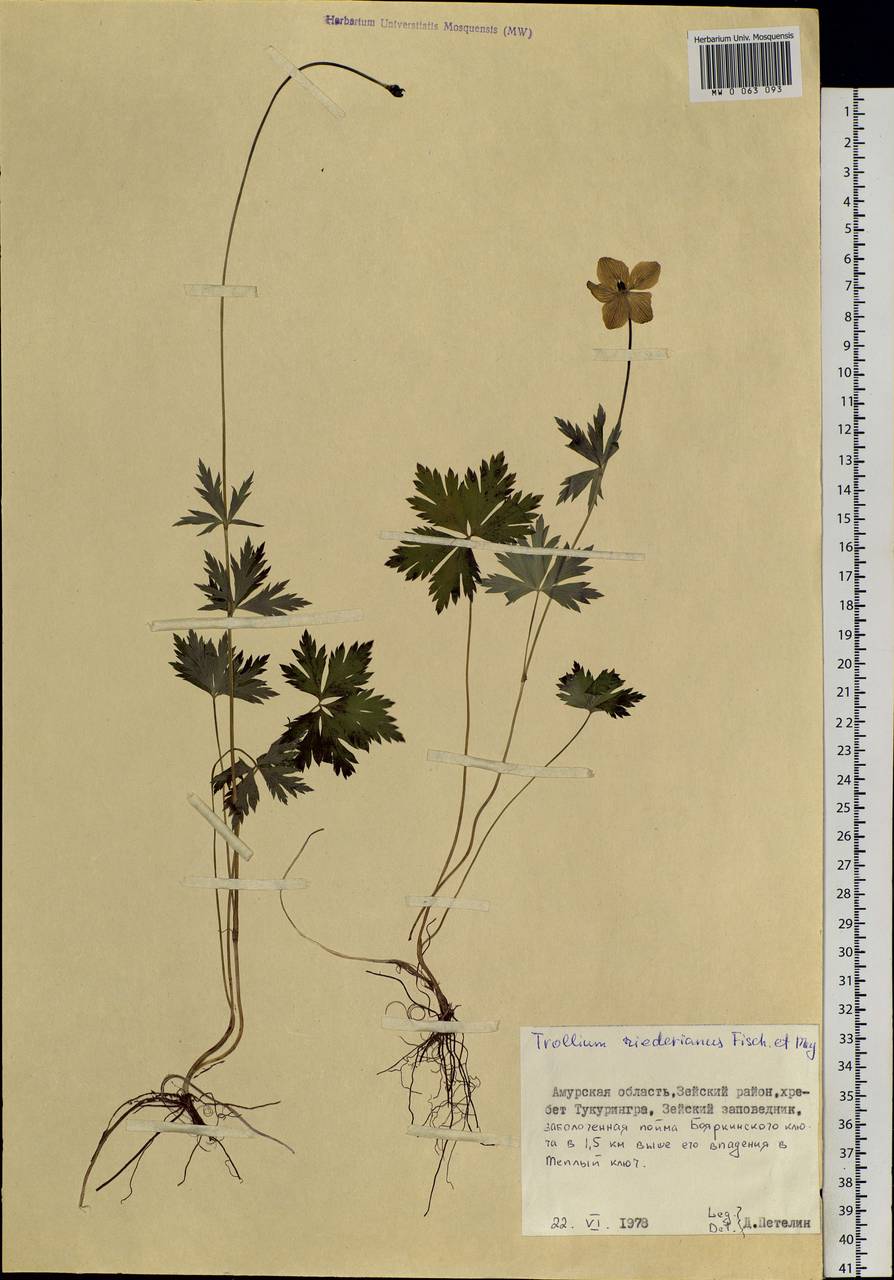 Trollius riederianus Fisch. & C.A.Mey., Siberia, Russian Far East (S6) (Russia)