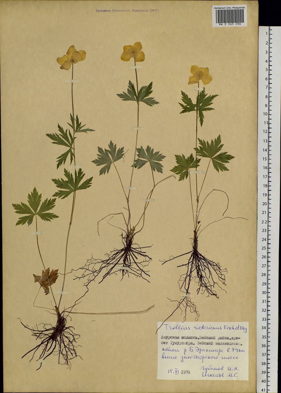 Trollius riederianus Schipcz., Siberia, Russian Far East (S6) (Russia)