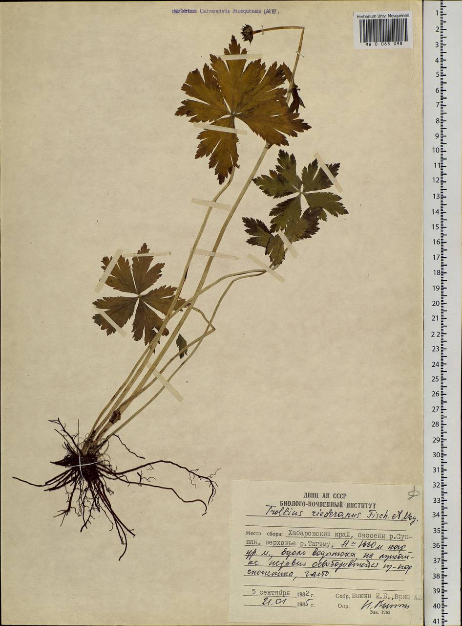 Trollius riederianus Fisch. & C. A. Mey., Siberia, Russian Far East (S6) (Russia)