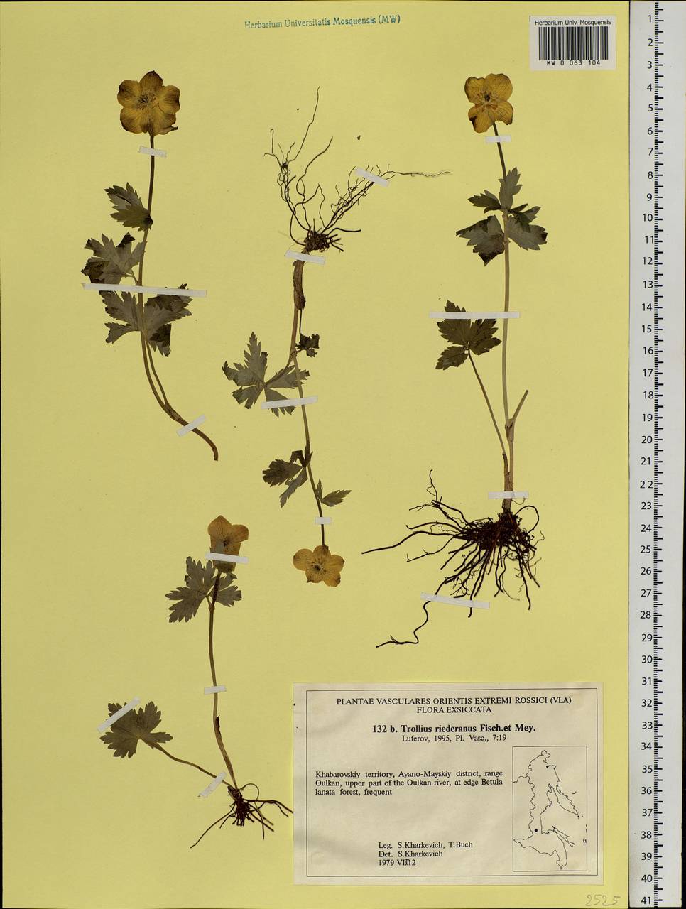 Trollius riederianus Schipcz., Siberia, Russian Far East (S6) (Russia)