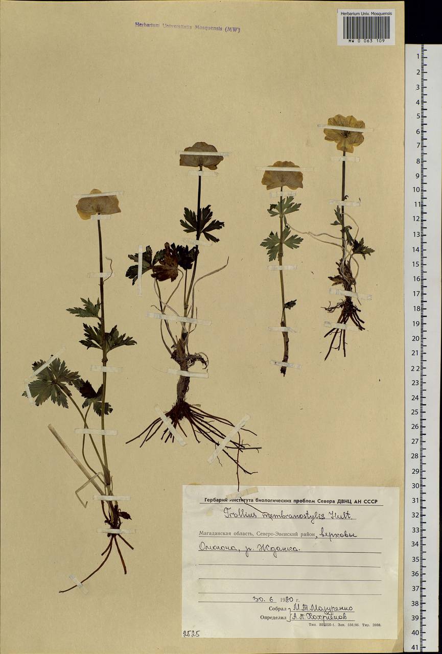 Trollius membranostylis Hultén, Siberia, Chukotka & Kamchatka (S7) (Russia)