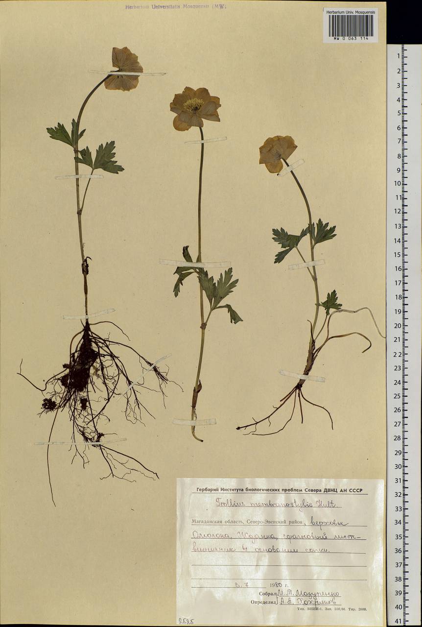 Trollius membranostylis Hultén, Siberia, Chukotka & Kamchatka (S7) (Russia)