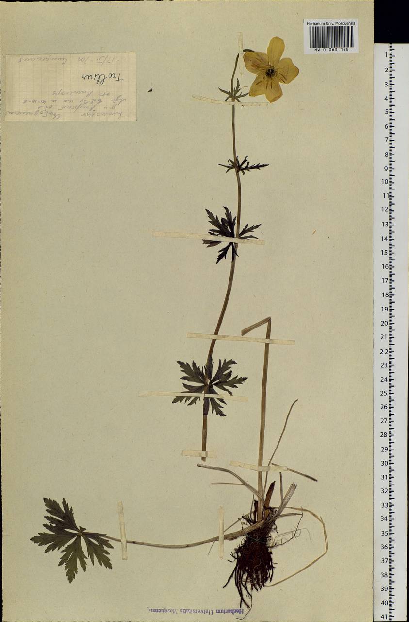 Trollius ledebourii Rchb., Siberia, Russian Far East (S6) (Russia)