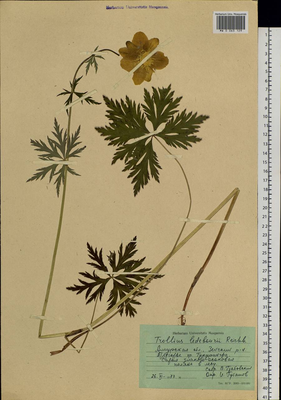 Trollius ledebourii Rchb., Siberia, Russian Far East (S6) (Russia)