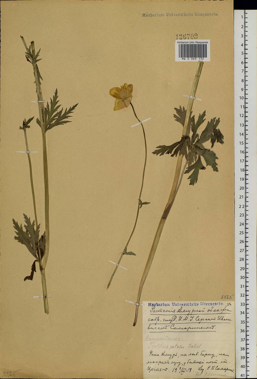 Trollius ledebourii Rchb., Siberia, Russian Far East (S6) (Russia)