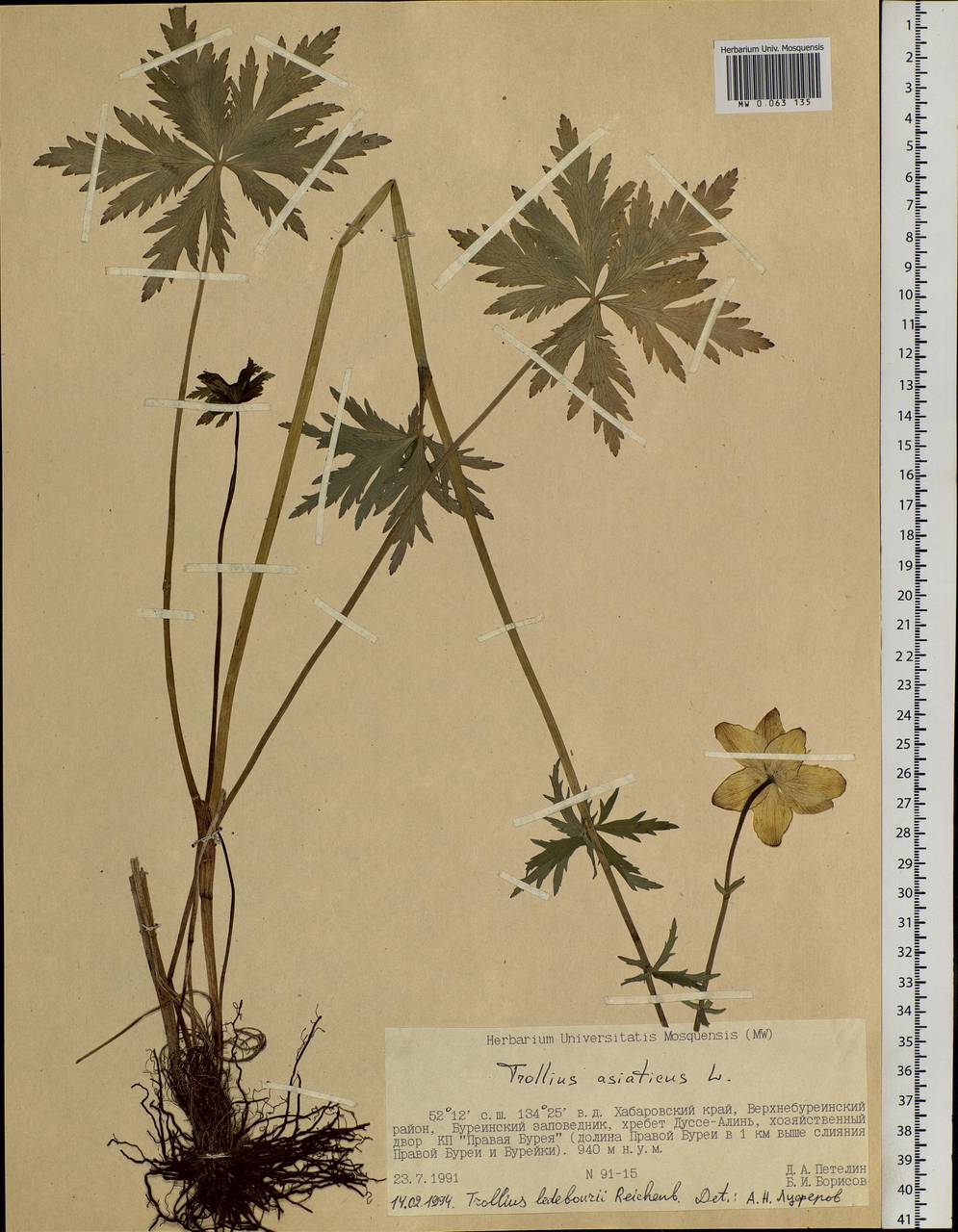 Trollius ledebourii Rchb., Siberia, Russian Far East (S6) (Russia)