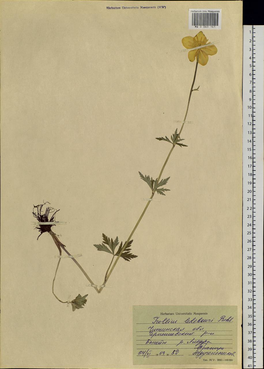 Trollius ledebourii Rchb., Siberia, Baikal & Transbaikal region (S4) (Russia)