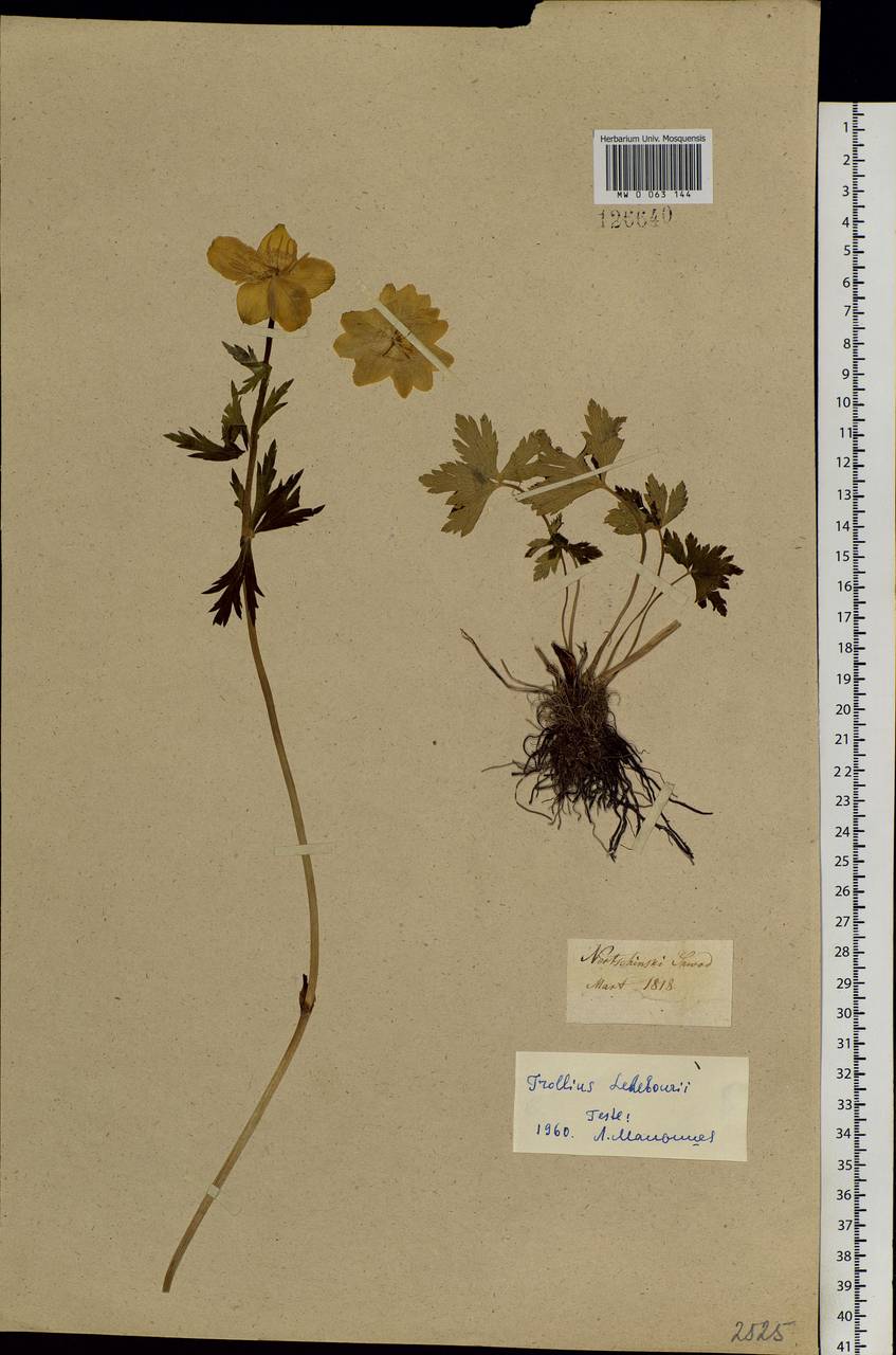 Trollius ledebourii Rchb., Siberia, Baikal & Transbaikal region (S4) (Russia)