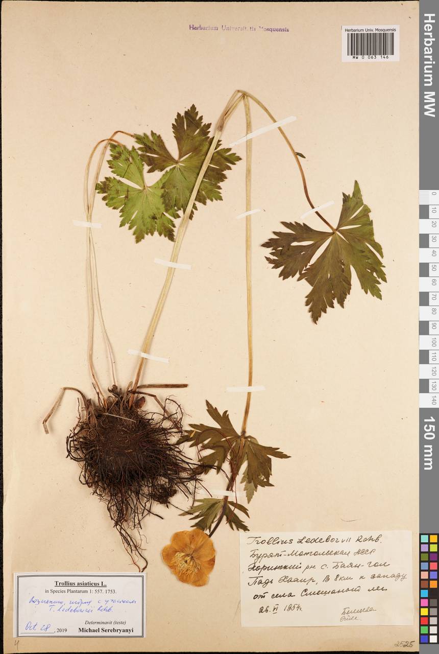 Trollius asiaticus L., Siberia, Baikal & Transbaikal region (S4) (Russia)